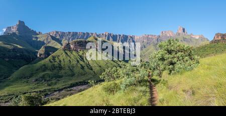 Panoramablick vom Wanderweg Tugela Gorge Richtung Amphitheater. Der Tugela-Fluss und die protea-Bäume sind sichtbar Stockfoto