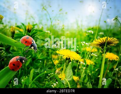 Marienkäfer auf Blättern gegen die Morgendämmerung. Stockfoto