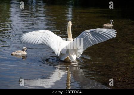 Weißer Mute-Schwan, der seine Flügel ausbreitet, umgeben von zwei niedlichen stummen Cygnets, die im Frühling in einem See schwimmen. Stockfoto