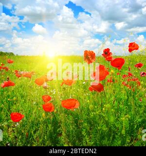 Landschaft schöner Sonnenuntergang über Frühlings-Mohn-Feld und blauem Himmel. Stockfoto