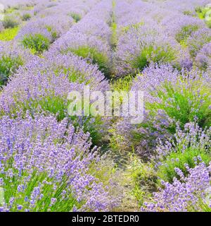 Blühendes Lavendelfeld im Sommer. Stockfoto