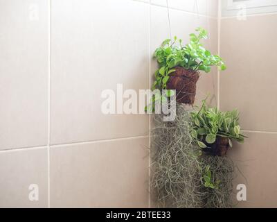 Grüne Blätter, dekorative Hängepflanze, Dischidia-Baum in trockener Kokosnussschale an der Wand hängen im Bad mit Kopierraum. Stockfoto