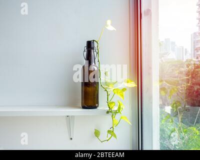 Grüne Blätter mit Wasser in brauner Bierflasche auf weißem Regal neben dem Glasfenster. Stockfoto