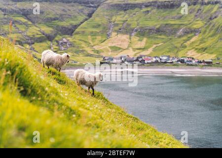 Zwei Schafe in der Nähe von Tjornuvik Dorfstrand auf Streymoy Insel, Färöer Inseln, Dänemark. Landschaftsfotografie Stockfoto