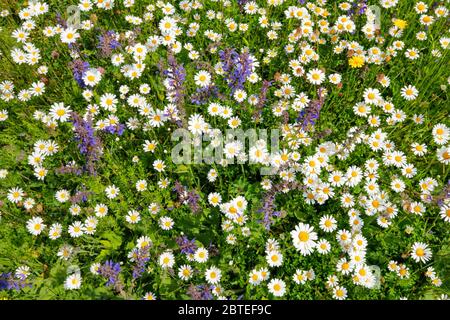 Magerwiese, Zürich Oberland, Schweiz Stockfoto