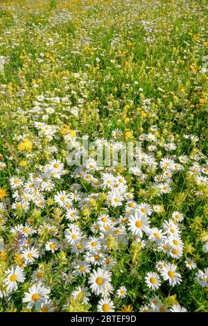 Magerwiese, Zürich Oberland, Schweiz Stockfoto