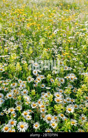 Magerwiese, Zürich Oberland, Schweiz Stockfoto