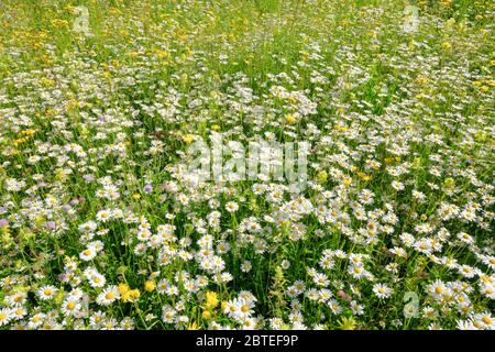 Magerwiese, Zürich Oberland, Schweiz Stockfoto