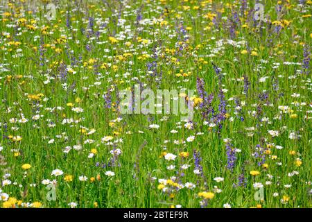 Magerwiese, Zürich Oberland, Schweiz Stockfoto