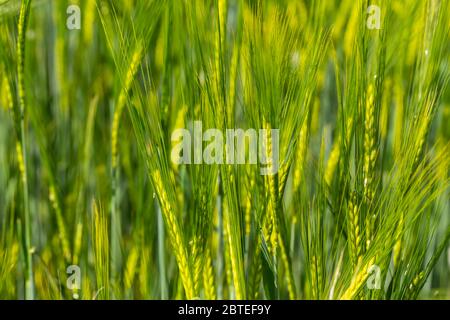 Nahaufnahme der Gerste auf einem Feld im Frühjahr Stockfoto