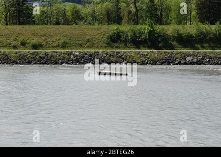 Baumstumpf im rhein in der Schweiz Stockfoto