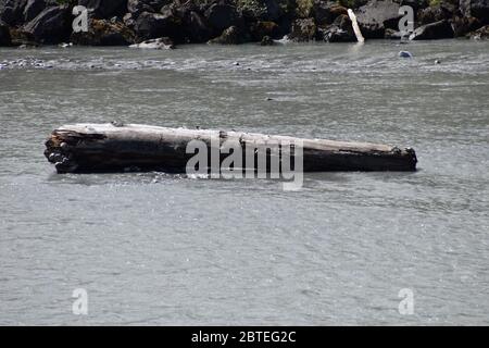 Baumstumpf im rhein in der Schweiz Stockfoto