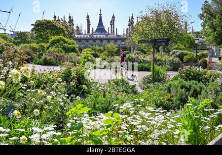 Brighton UK 25. Mai 2020 - Brighton's Pavilion Gardens in voller Blüte an einem schönen heißen sonnigen Tag, da die Massen an Feiertagen zu den Schönheiten und Stränden des Landes strömen werden, da die Temperaturen voraussichtlich die hohen 20s im Südosten Englands erreichen werden Während der COVID-19 Pandemie-Krise des Coronavirus . Quelle: Simon Dack / Alamy Live News Stockfoto