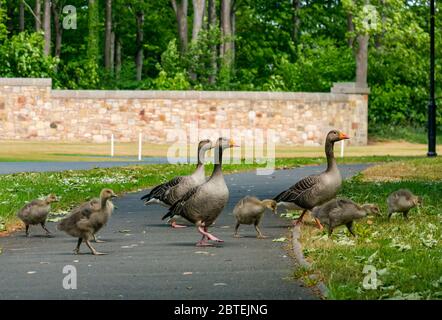 Archerfield, East Lothian, Schottland, Großbritannien, 25. Mai 2020. UK Wetter: Graugänse (Anser anser) und sechs Gänse ziehen auf die Straße am Eingang zum Renaissance Golf Club. Golfplätze in Schottland dürfen ab dem 28. Mai wieder eröffnet werden, aber Mitglieder müssen sich an den Gänsen vorbei aushandeln Stockfoto