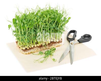 Frische selbstgewachsene Mikrogreens auf Pergament-Papier und Schere Stockfoto