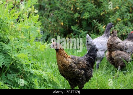 Hühner in einem überwachsenen Garten in Kent, England, Vereinigtes Königreich Stockfoto