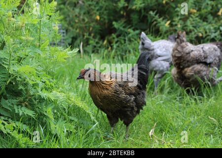 Hühner in einem überwachsenen Garten in Kent, England, Vereinigtes Königreich Stockfoto