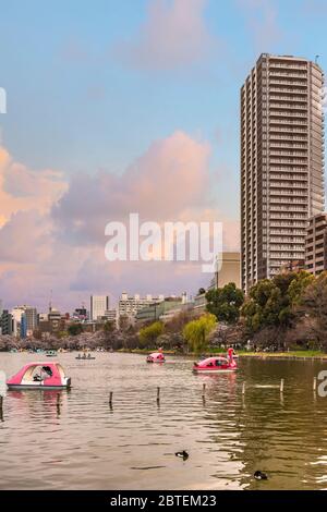 tokio, japan - märz 30 2020: Enten, die auf dem Wasser vor Entenform-Pedalos schwimmen, die von Paaren auf dem von Kirschblüten umgebenen Shinobazu-Teich getrieben werden Stockfoto
