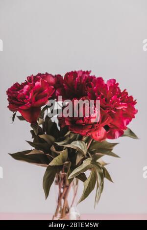 Frischer Bund roter Pfingstrosen in einer Vase auf grauem Hintergrund. Stockfoto