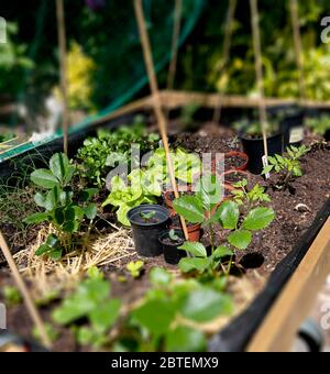 Ein Gemüsebeet im Sommer Sonnenschein einschließlich Salat, Koriander, Tomaten und Erdbeerpflanzen. Ein kleines Kleinteil für den Anbau von Kräutern und s Stockfoto