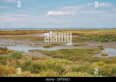 Schönes Naturschutzgebiet Camargue in Frankreich Stockfoto