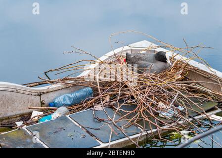 Eurasischer Coot sitzt auf einem Nest mit Stöcken, Plastik und Abfall Stockfoto