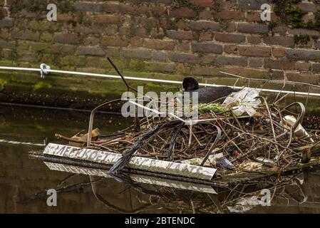 Ein Ruß sitzt auf ihrem Nest in einem Amsterdamer Kanal Stockfoto