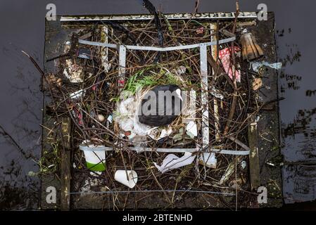 Coot sitzt auf einem Nest mit Müll und Müll gebaut, von oben gesehen Stockfoto