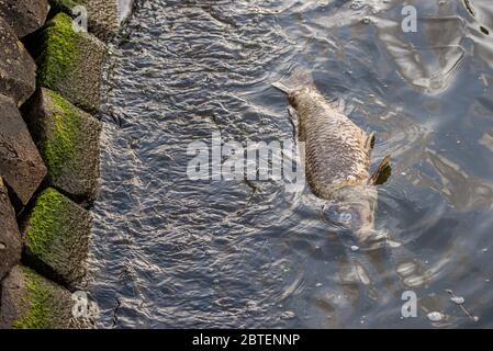 Ein toter Fisch, der am Ufer des Flusses in Amsterdam, Niederlande, schwimmt Stockfoto