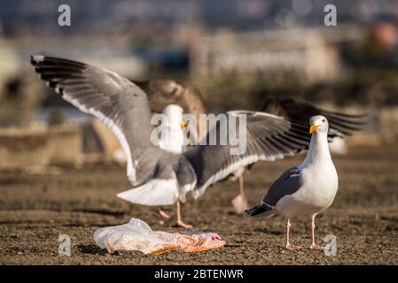 Möwen kämpfen um eine übersäte Plastiktüte mit Essen darin Stockfoto