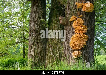 Stockschwamm am Baumstamm im Wald Stockfoto