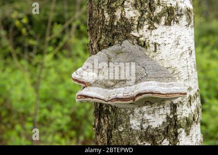 Stockschwamm am Baumstamm im Wald Echter Zunderschwamm (Fomes fomentarius) Stockfoto