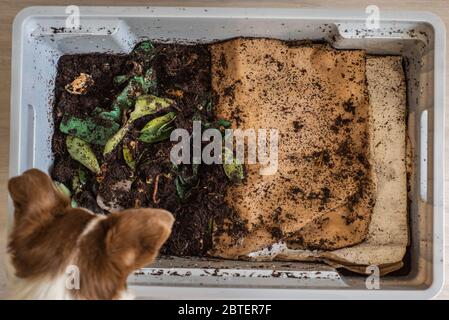 Draufsicht eines Hundes, der in einen DIY Wurm Farm Kompostierbehälter herunterschaut Stockfoto