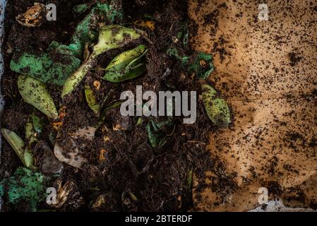 Ein DIY Wurm Farm Kompostierbehälter in einer Wohnung Stockfoto