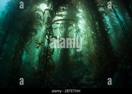 Ein üppiger Wald von Giant Kelp, Macrocystis pyrifera, wächst in den kalten östlichen Pazifik Gewässer, die entlang der biovielfältigen kalifornischen Küste fließen. Stockfoto