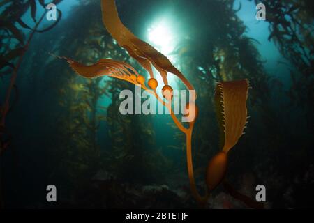 Ein üppiger Wald von Giant Kelp, Macrocystis pyrifera, wächst in den kalten östlichen Pazifik Gewässer, die entlang der biovielfältigen kalifornischen Küste fließen. Stockfoto