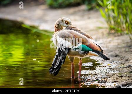 Eine ägyptische Gans mit einem gebrochenen Flügel preens ihre Federn Stockfoto