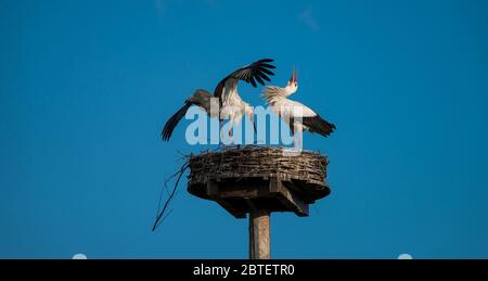 Ein Paar Weißstörche auf ihrem Nest in Amsterdam Stockfoto