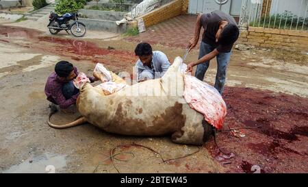 Muslimische Menschen Schlachten Tiere Auf Eid Ul Azha, In Den Straßen Von Karatschi, Pakistan, 22/08/2018 Stockfoto