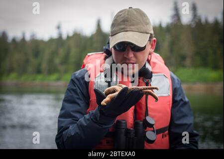 Eine kleine Schifffahrt lässt Touristen die Natur wie Seesternfische auf einer Skiff Tour Aktivität, Keku Inseln, Südost-Alaska, USA hautnah erleben. Stockfoto