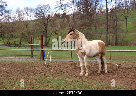 Ein Haflinger Pferd posiert auf Wiese Stockfoto