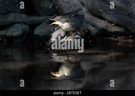 Der junge Dipper saß am Fluss auf den Wurzeln des Baumes und rief nach Nahrung, während ein Erwachsener vorbeifliegt Stockfoto