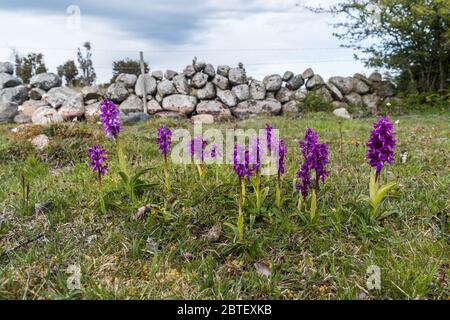 Gruppe mit lila Orchideen, Orchis mascula, durch einen alten Steinzaun auf der Insel Oland in Schweden Stockfoto