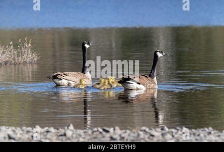 Familie von Kanada Gänse auf einem Teich im Frühling Stockfoto