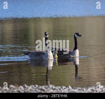Familie von Kanada Gänse auf einem Teich im Frühling Stockfoto