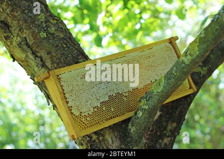 Wabe gefüllt mit Honig in einer Ast Gabel eines Apfelbaums an einem sonnigen Frühlingstag gelehnt Stockfoto