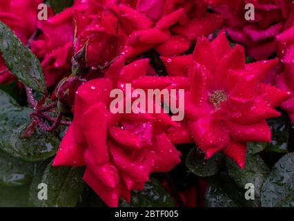 Rote Frühlingsrosen Stockfoto