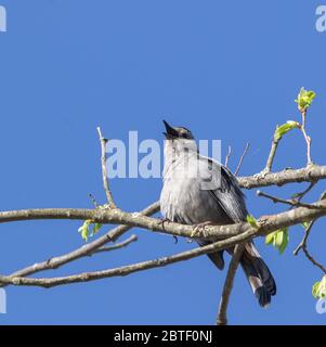 Ein grauer Katzenvogel zwischen Ästen in einem Baum (Dumetella carolinensis) Stockfoto