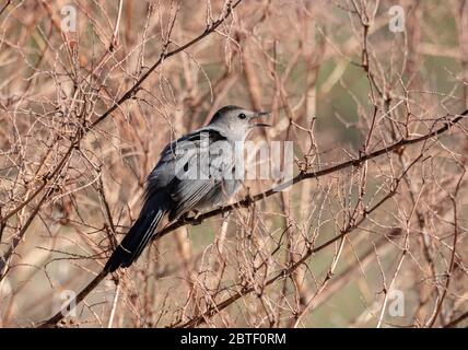 Ein grauer (grauer) Catbird, der in dichtem Feuchtgebiet thront und im Frühjahr in Muskoka Profil zeigt Stockfoto