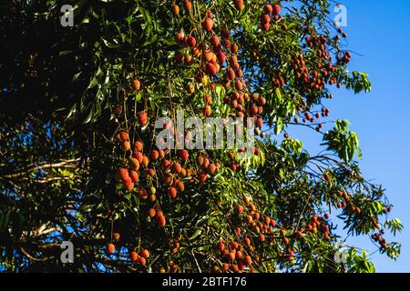 Rote Litschi auf dem Baum, natürliches Licht am Abend Stockfoto